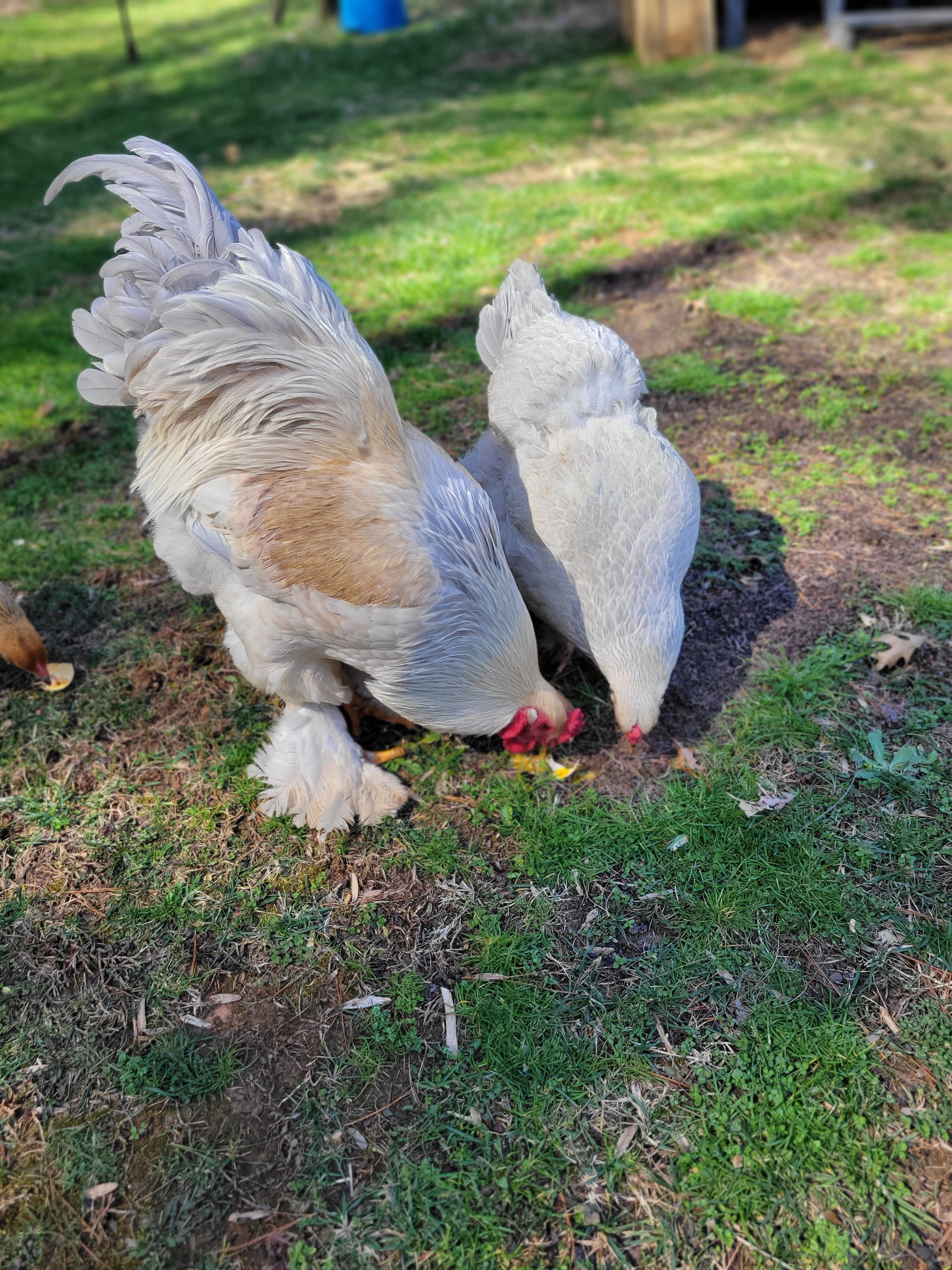 Our Columbia Lavender Brahma.. - Carolina Rare Chicks