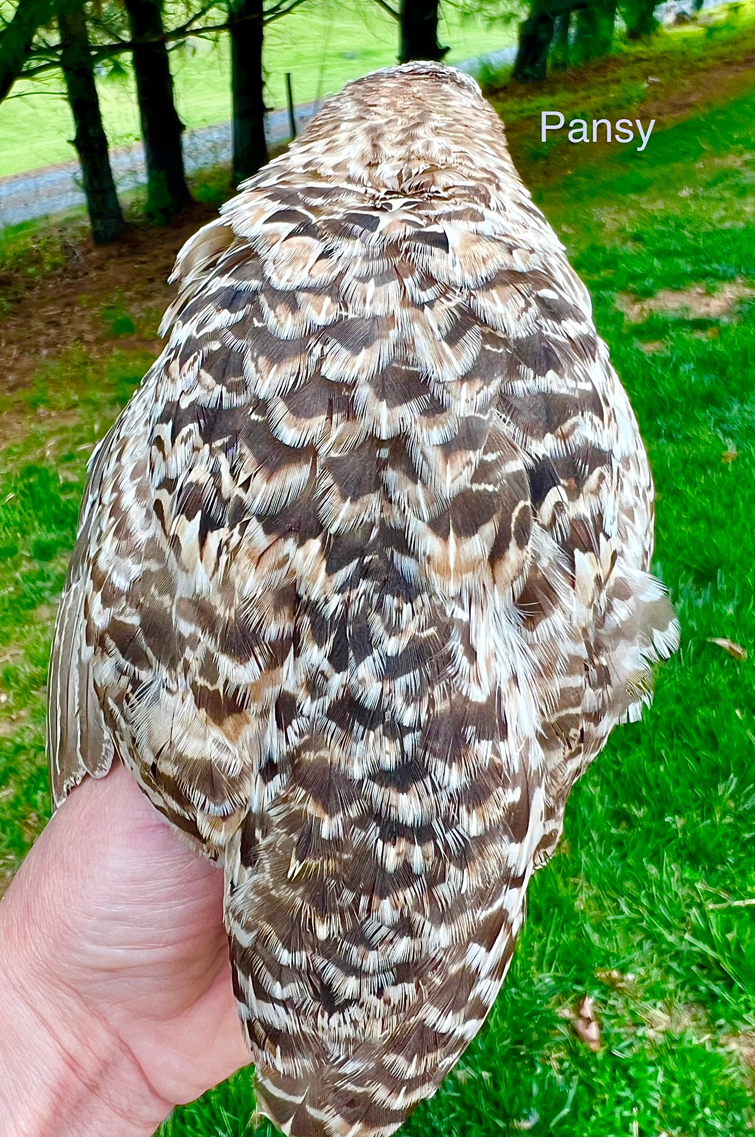 Coturnix Quail Rare Colors and Standards. Fertile eggs also! on Farmish