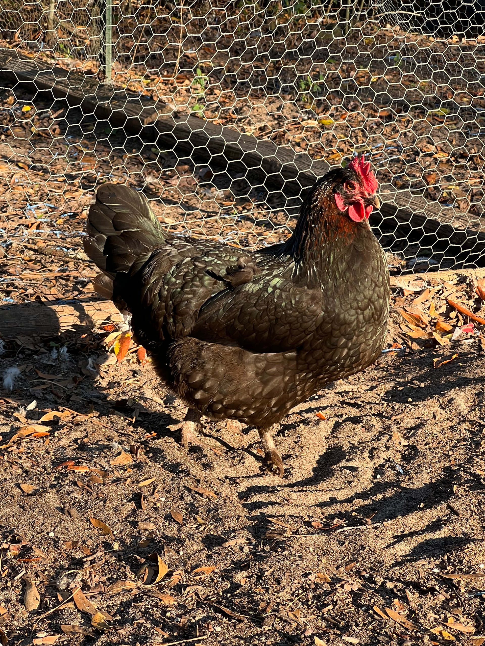 French Black Copper Marans hens on Farmish