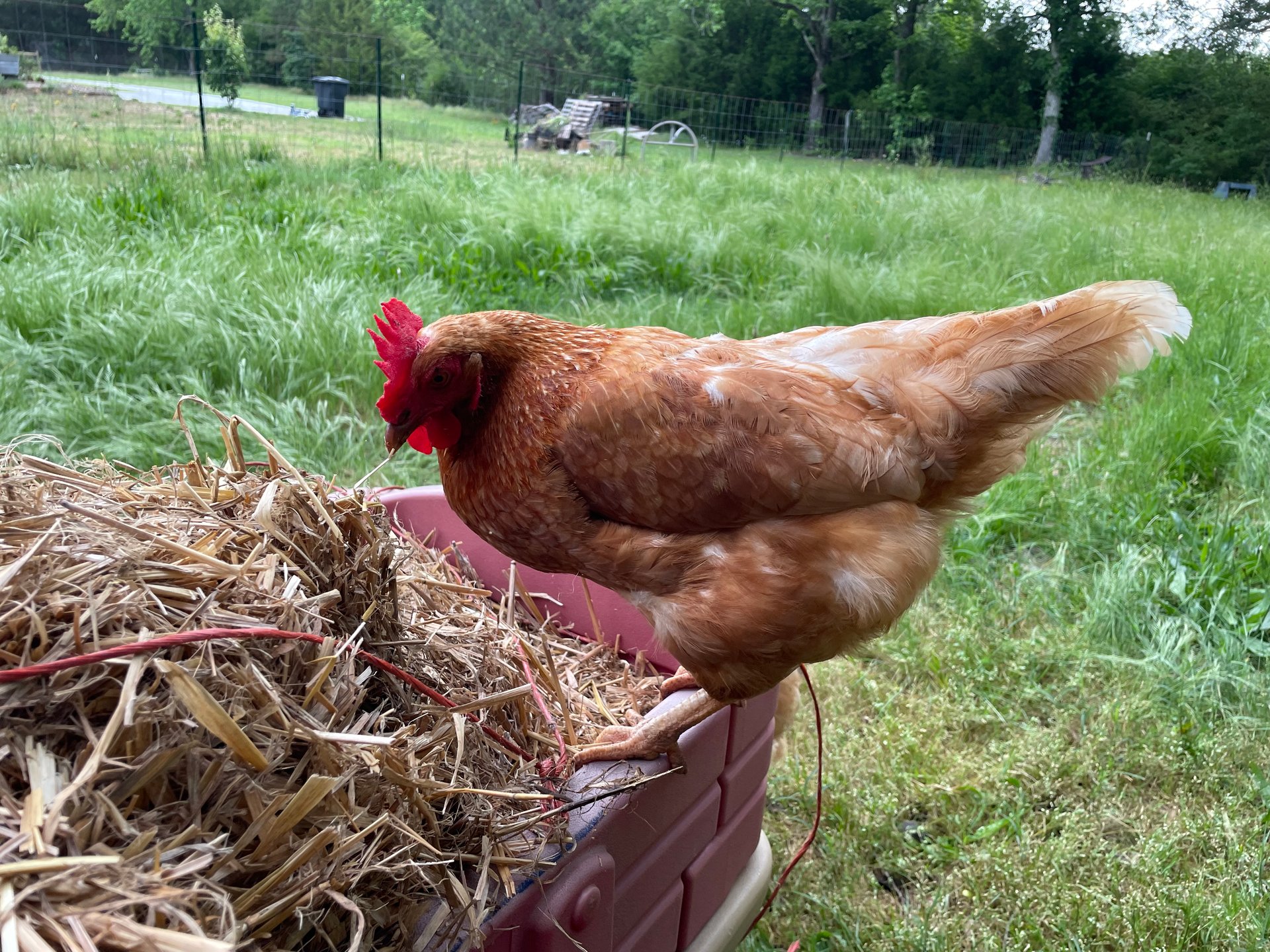 9 week old Red Star, Golden Comet Pullets Guaranteed Female on Farmish