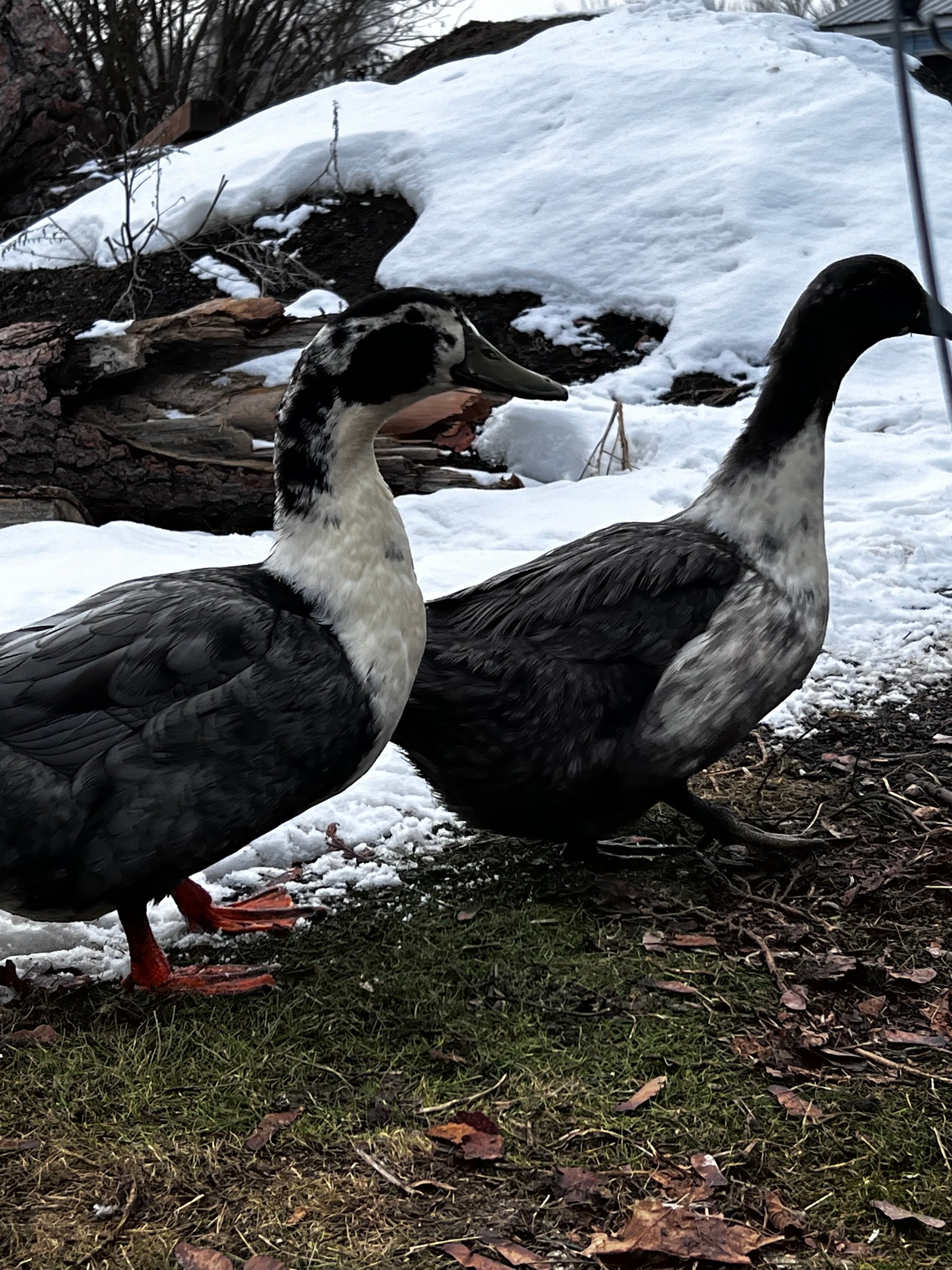 1/2 dozen eating duck eggs on Farmish