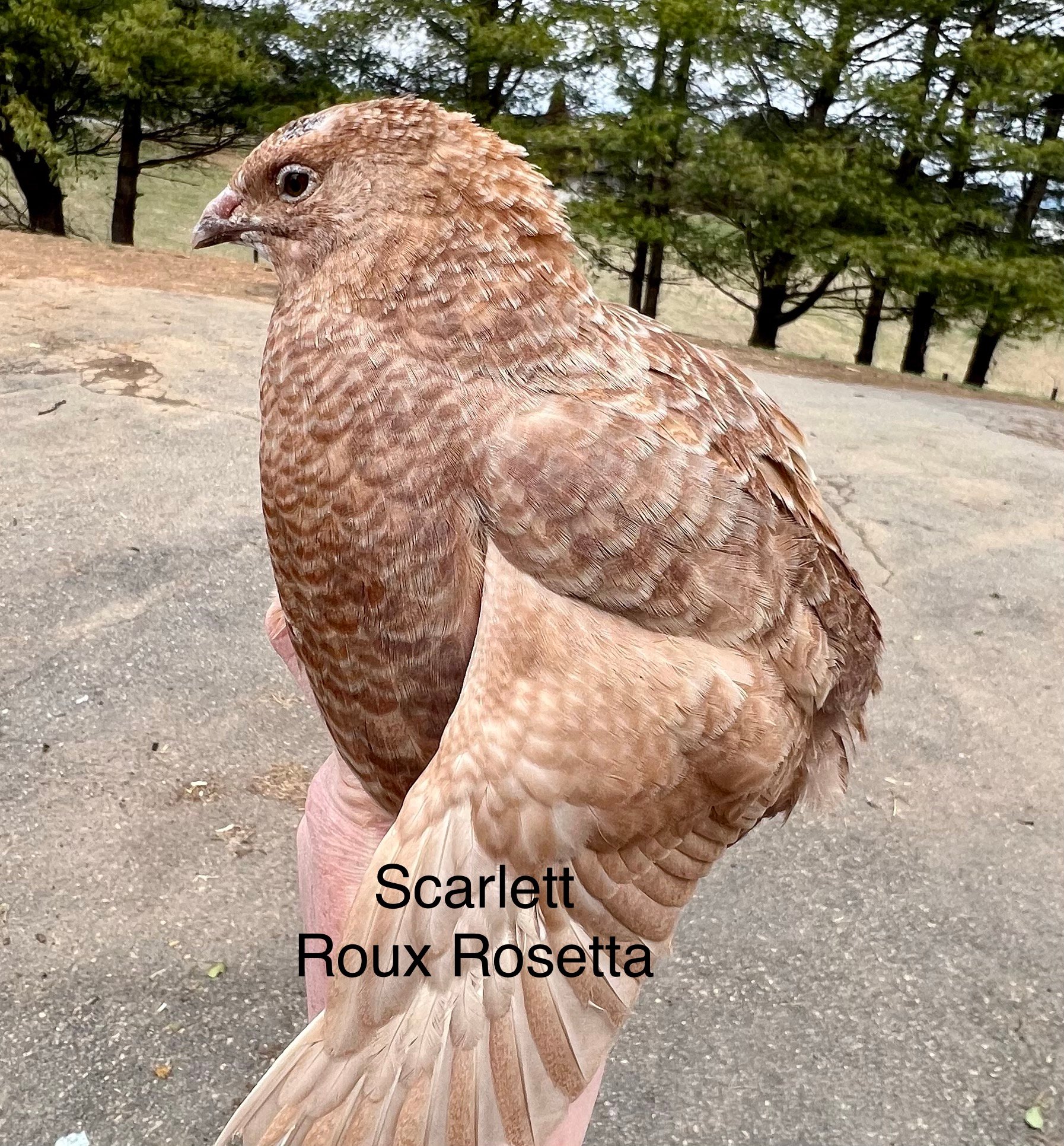 Coturnix Quail Rare Colors and Standards. Fertile eggs also! on Farmish