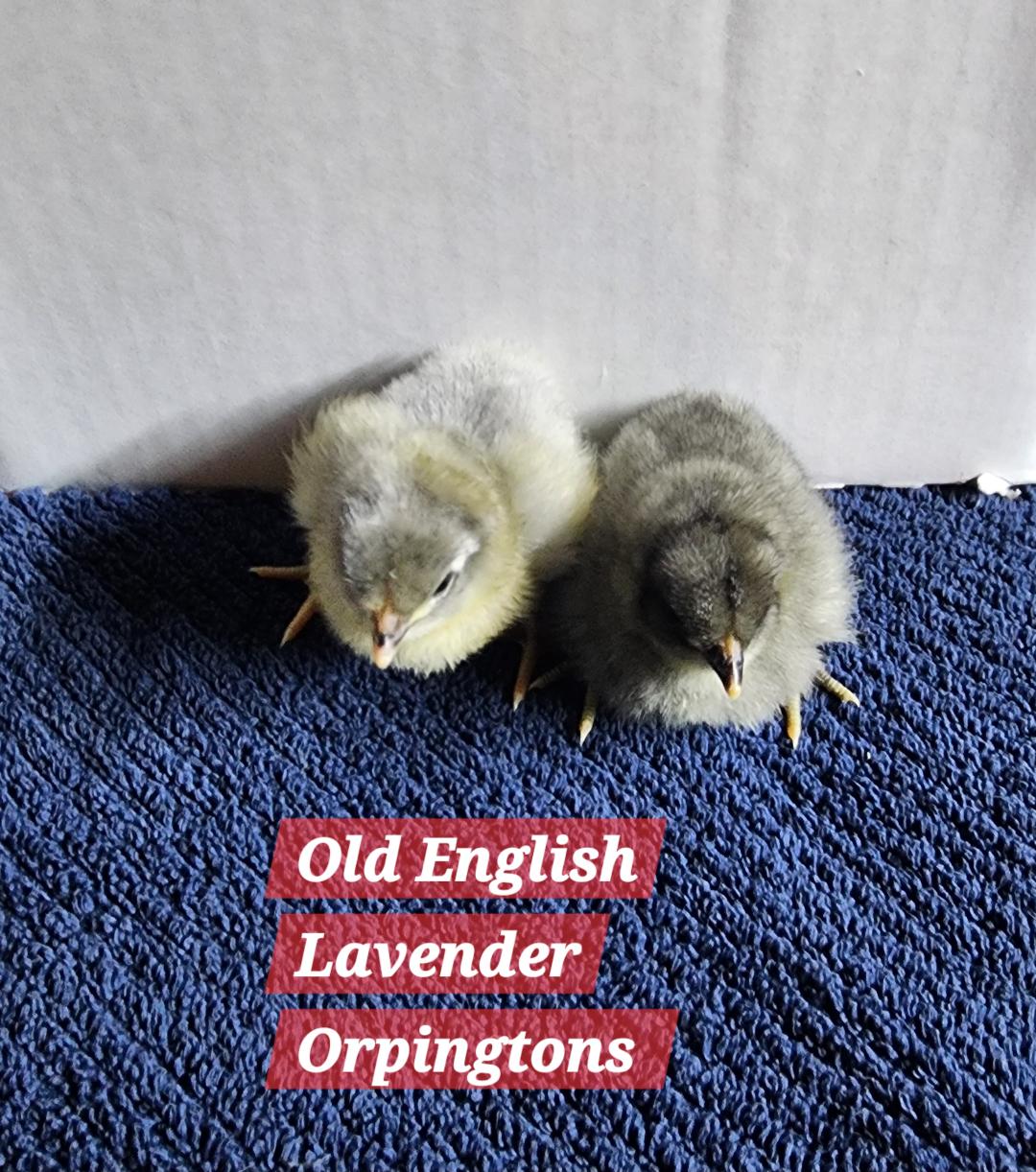 Old English Lavender Orpingtons CHICKS on Farmish