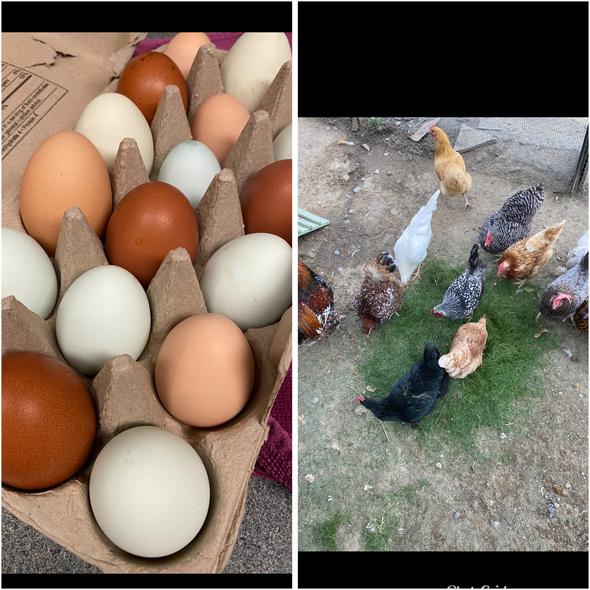 Fertilized eggs for hatching! on Farmish