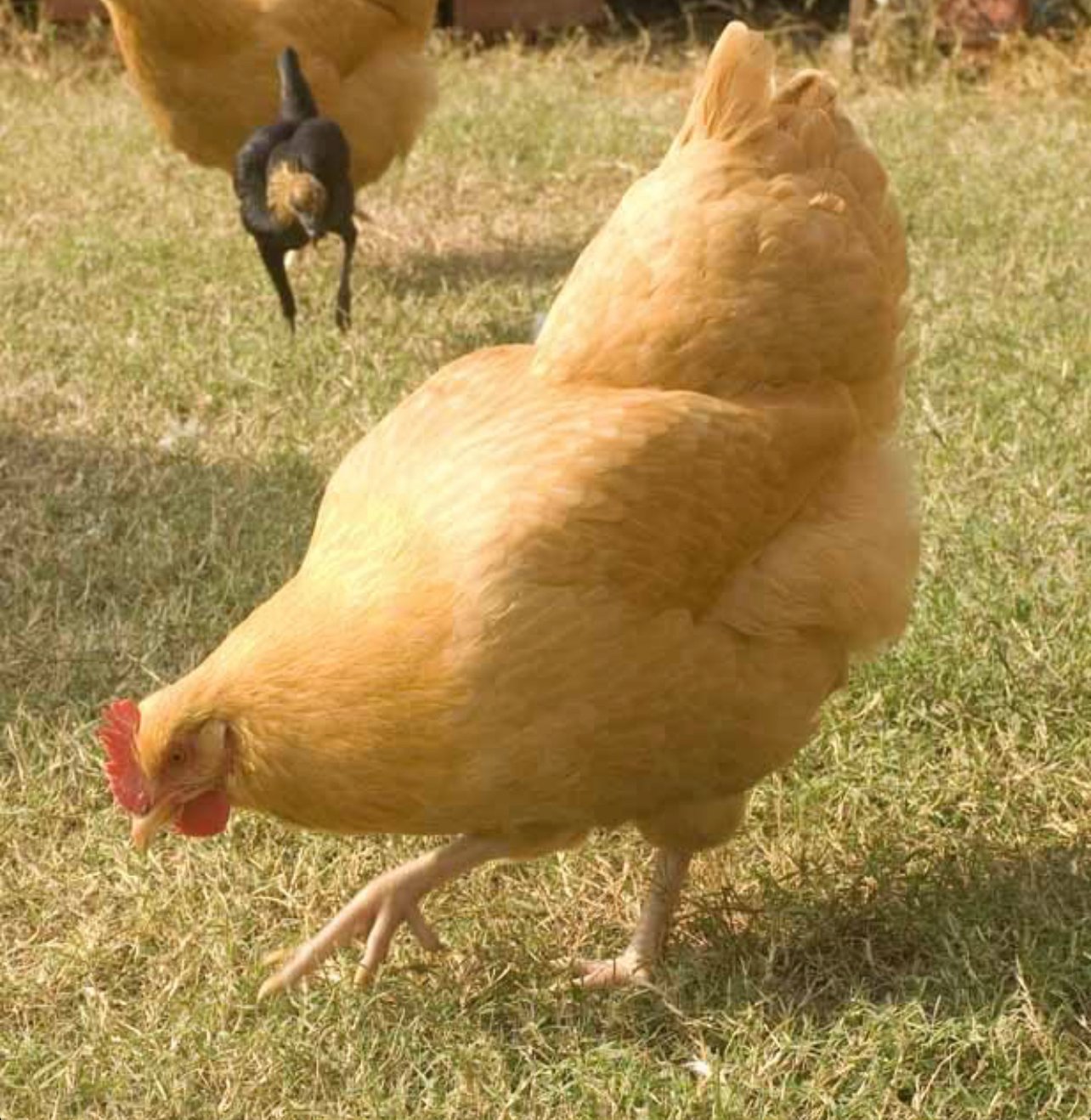 Buff Orpington & Rhode Island Reds for Sale on Farmish