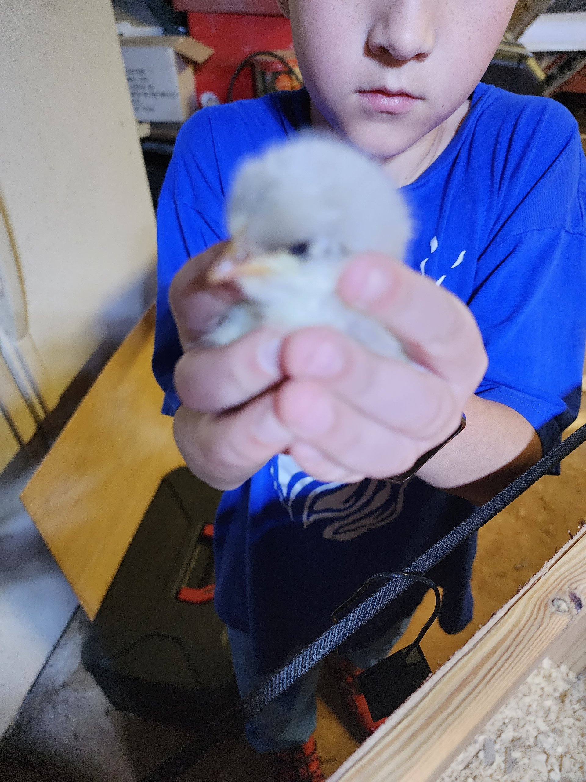 (HATCHING SOON) {BLUE} JERSEY GIANT CHICKS on Farmish