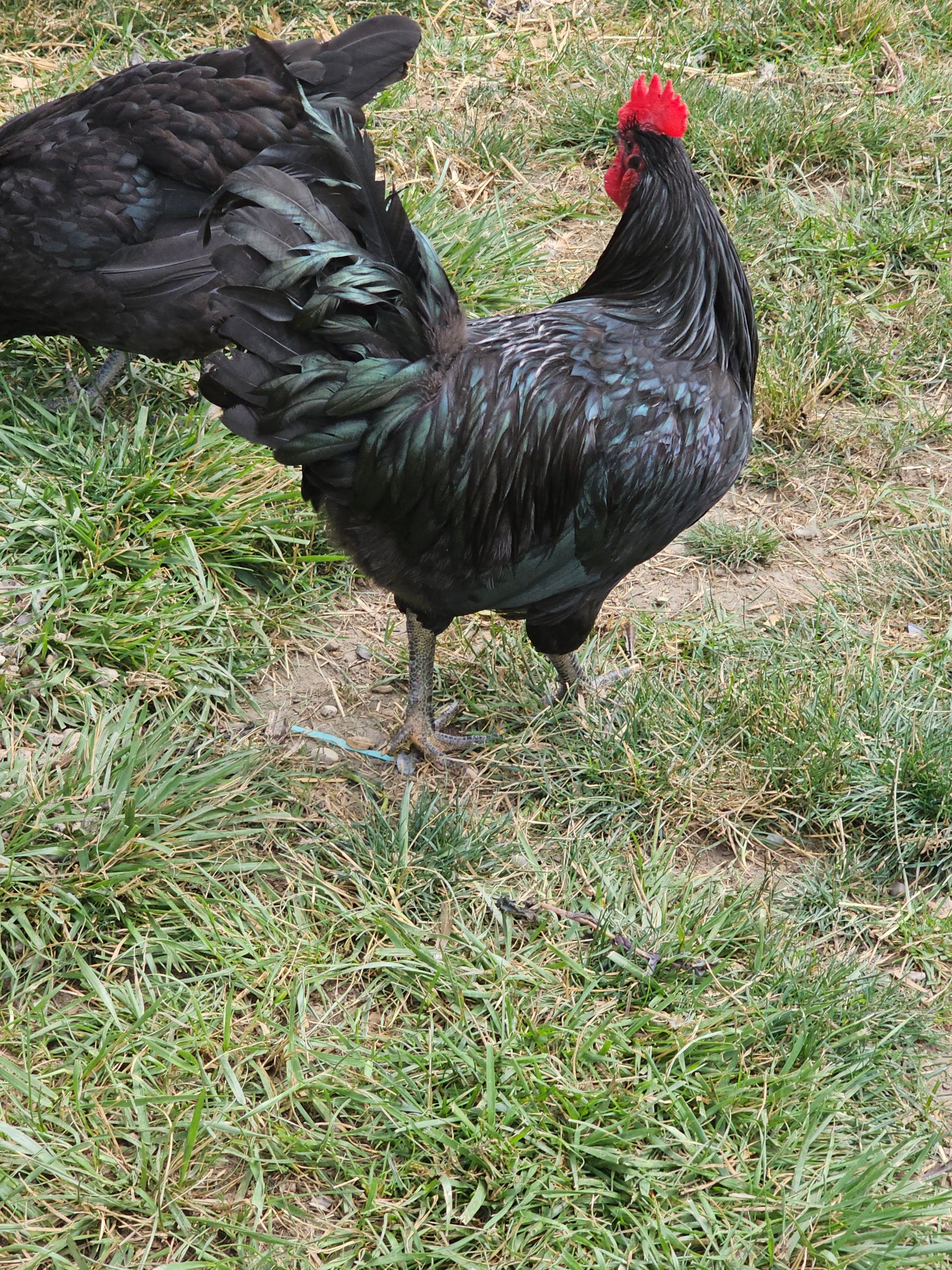 Jersey Giant Rooster on Farmish