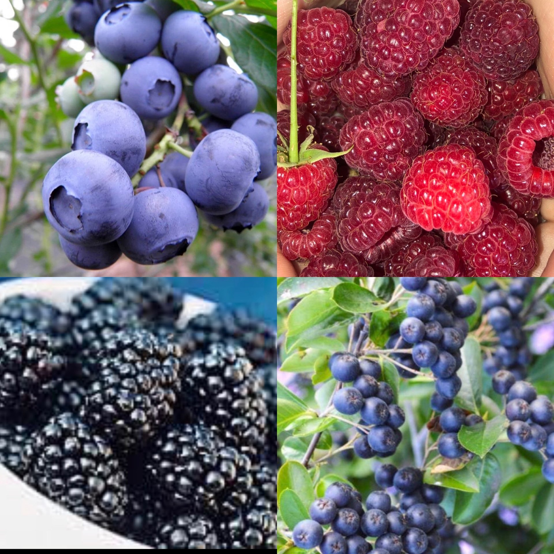 Organic blueberry bushes, thornless red raspberry canes, thornless