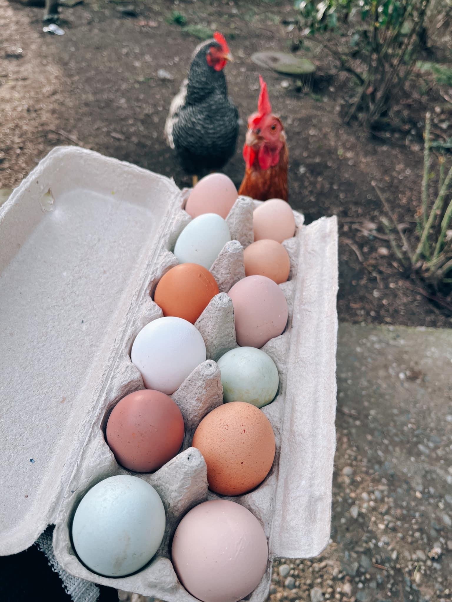 Farm fresh chicken eggs on Farmish