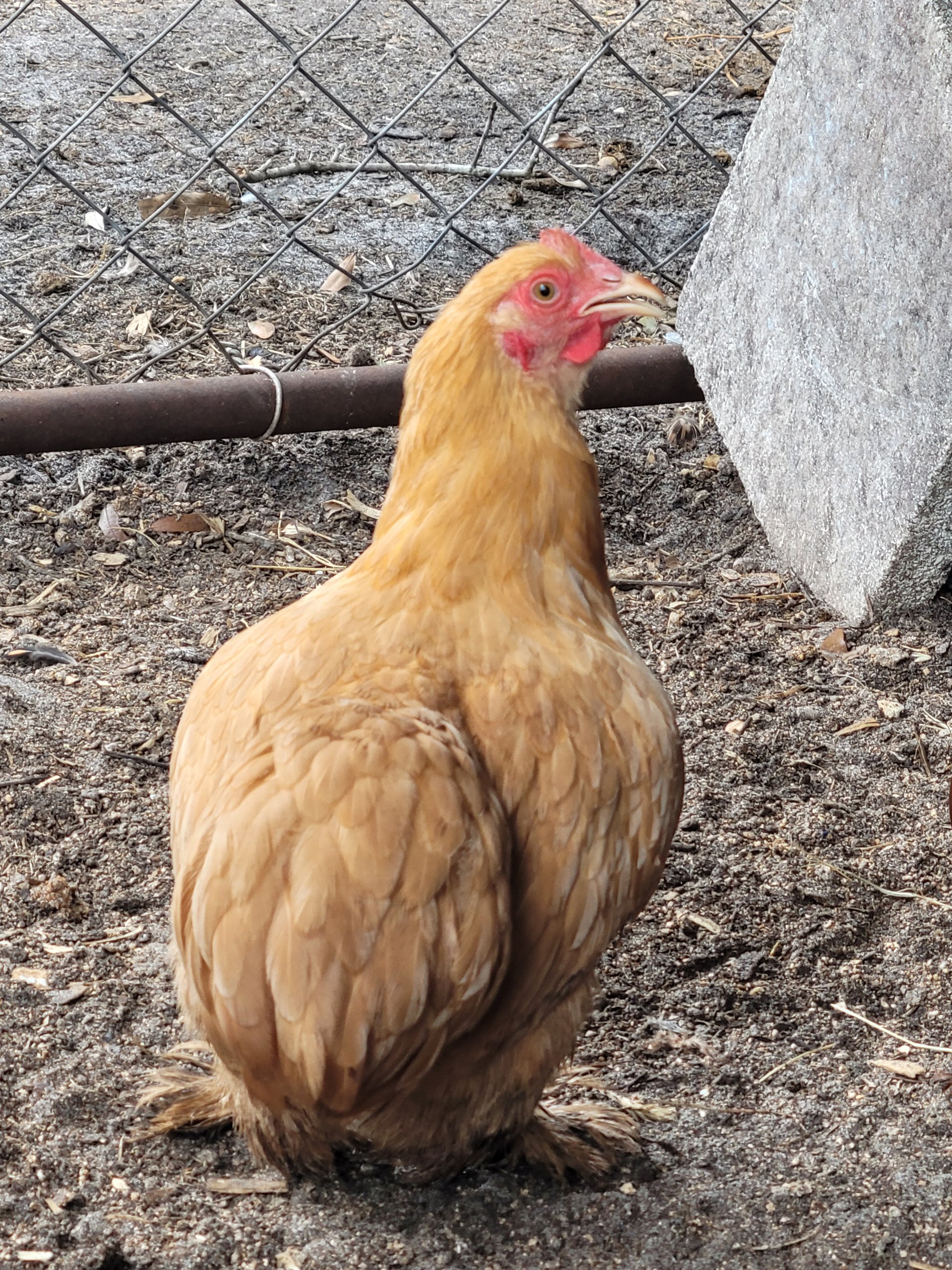 Full size and bantam chicks currently available! Add Unique Beauty to ...