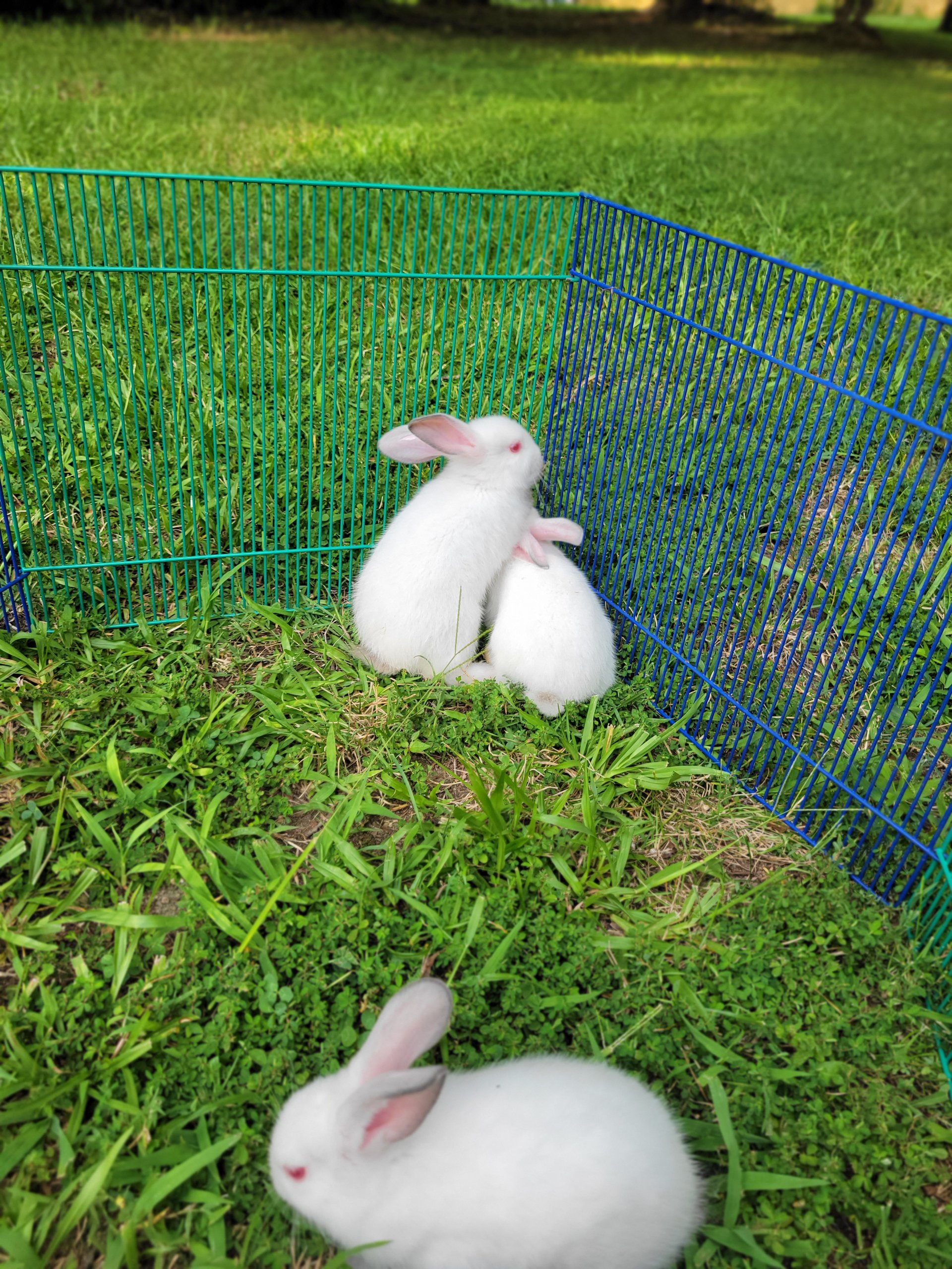Baby meat rabbits on Farmish