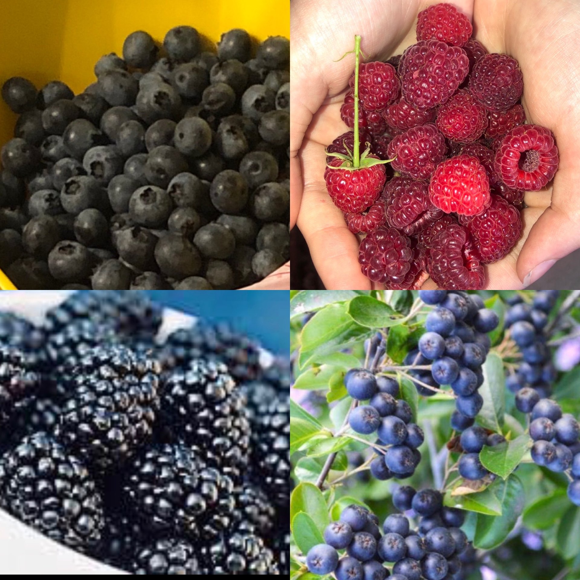 Organic, non-GMO, mature blueberry bushes, thornless red raspberry ...