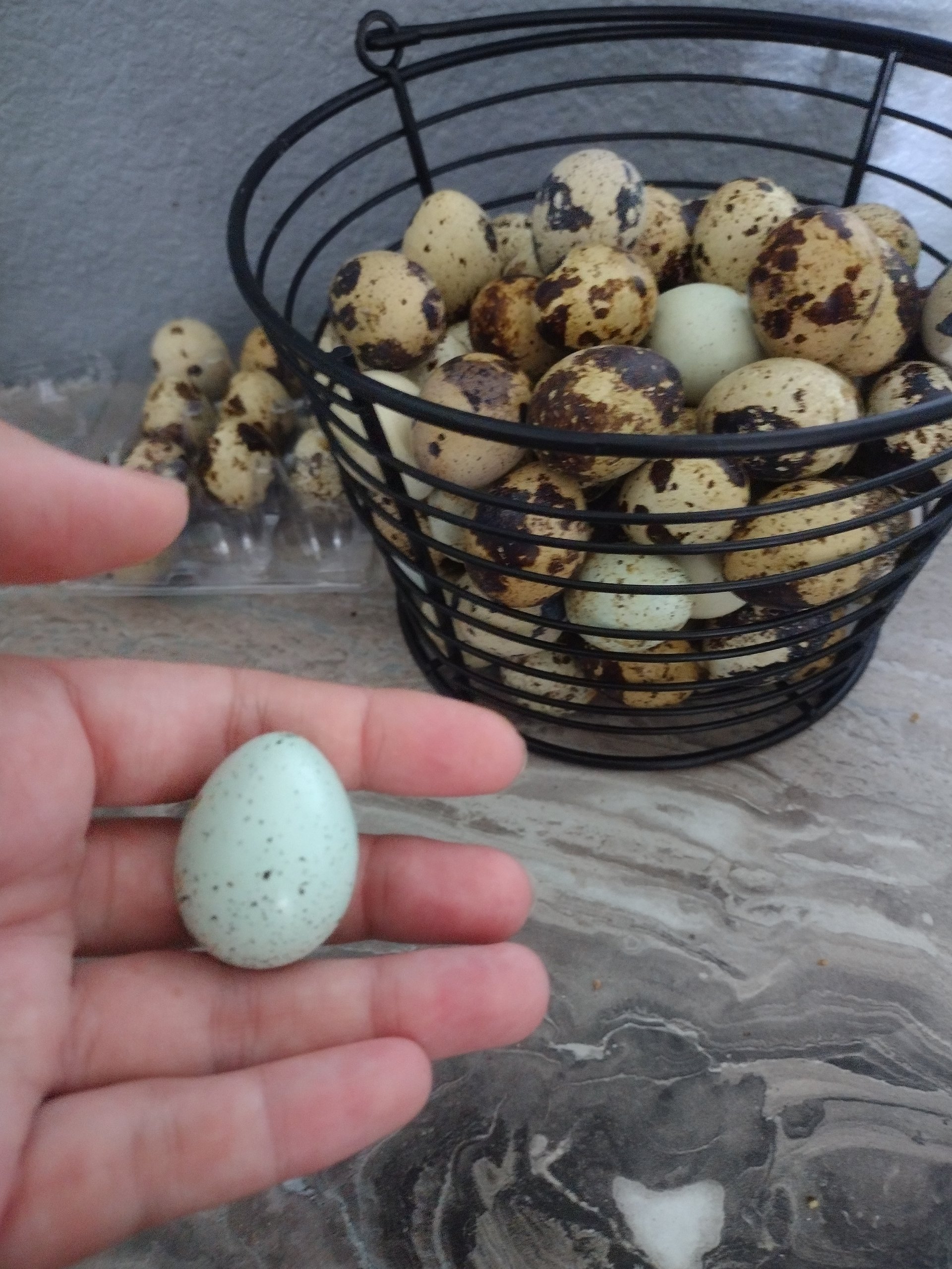 Quail eggs for hatching or eating on Farmish