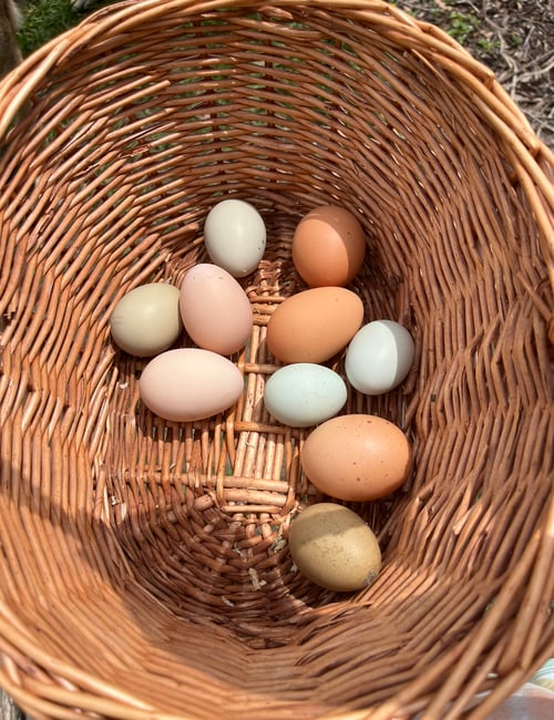 Runner ducks Fawn/white on Farmish